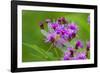 Ruby Meadowhawk [Dragonfly] (Sympetrum Rubicundulum) Female Covered in Dew-Lynn M^ Stone-Framed Photographic Print