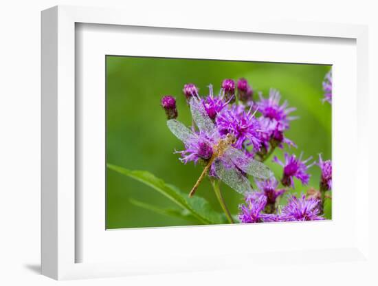 Ruby Meadowhawk [Dragonfly] (Sympetrum Rubicundulum) Female Covered in Dew-Lynn M^ Stone-Framed Photographic Print