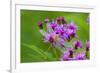 Ruby Meadowhawk [Dragonfly] (Sympetrum Rubicundulum) Female Covered in Dew-Lynn M^ Stone-Framed Photographic Print