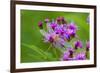 Ruby Meadowhawk [Dragonfly] (Sympetrum Rubicundulum) Female Covered in Dew-Lynn M^ Stone-Framed Photographic Print