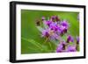 Ruby Meadowhawk [Dragonfly] (Sympetrum Rubicundulum) Female Covered in Dew-Lynn M^ Stone-Framed Photographic Print