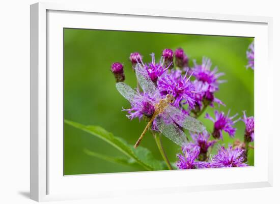 Ruby Meadowhawk [Dragonfly] (Sympetrum Rubicundulum) Female Covered in Dew-Lynn M^ Stone-Framed Photographic Print