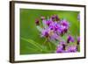 Ruby Meadowhawk [Dragonfly] (Sympetrum Rubicundulum) Female Covered in Dew-Lynn M^ Stone-Framed Photographic Print