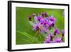 Ruby Meadowhawk [Dragonfly] (Sympetrum Rubicundulum) Female Covered in Dew-Lynn M^ Stone-Framed Photographic Print