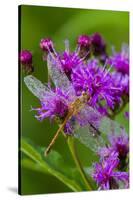 Ruby Meadowhawk [Dragonfly] (Sympetrum Rubicundulum) Female Covered in Dew-Lynn M^ Stone-Stretched Canvas