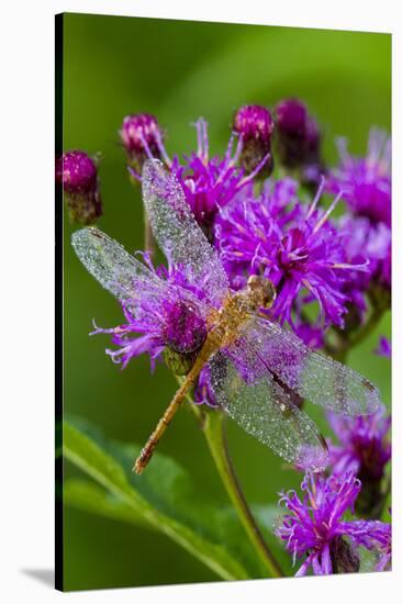 Ruby Meadowhawk [Dragonfly] (Sympetrum Rubicundulum) Female Covered in Dew-Lynn M^ Stone-Stretched Canvas