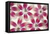 Ruby Red and White Tulips-Cora Niele-Framed Stretched Canvas