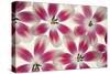 Ruby Red and White Tulips-Cora Niele-Stretched Canvas