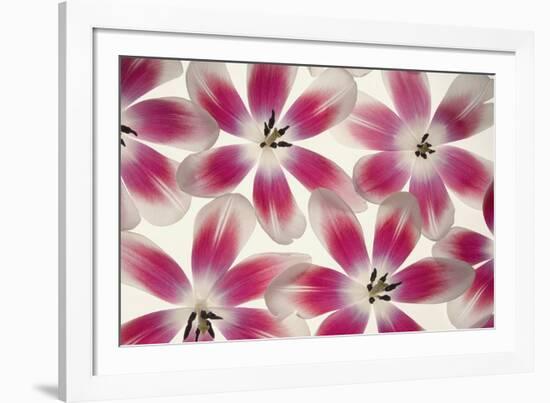 Ruby Red and White Tulips-Cora Niele-Framed Photographic Print