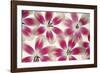 Ruby Red and White Tulips-Cora Niele-Framed Photographic Print