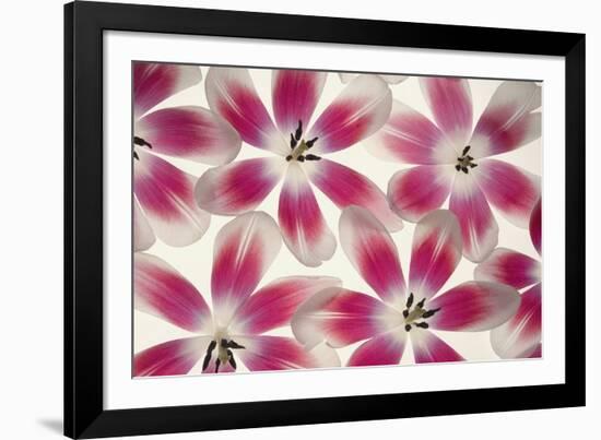 Ruby Red and White Tulips-Cora Niele-Framed Photographic Print