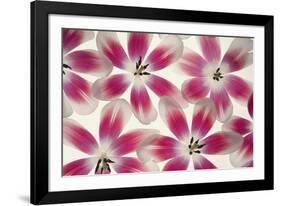 Ruby Red and White Tulips-Cora Niele-Framed Photographic Print