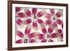 Ruby Red and White Tulips-Cora Niele-Framed Photographic Print