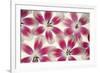 Ruby Red and White Tulips-Cora Niele-Framed Photographic Print