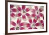 Ruby Red and White Tulips-Cora Niele-Framed Photographic Print