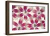 Ruby Red and White Tulips-Cora Niele-Framed Photographic Print