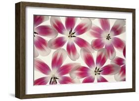 Ruby Red and White Tulips-Cora Niele-Framed Photographic Print