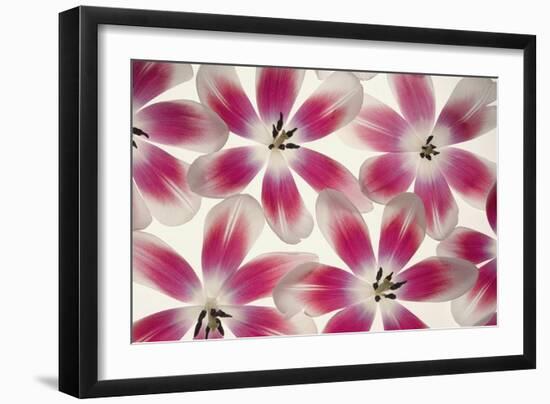 Ruby Red and White Tulips-Cora Niele-Framed Photographic Print