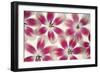 Ruby Red and White Tulips-Cora Niele-Framed Photographic Print