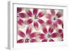 Ruby Red and White Tulips-Cora Niele-Framed Photographic Print