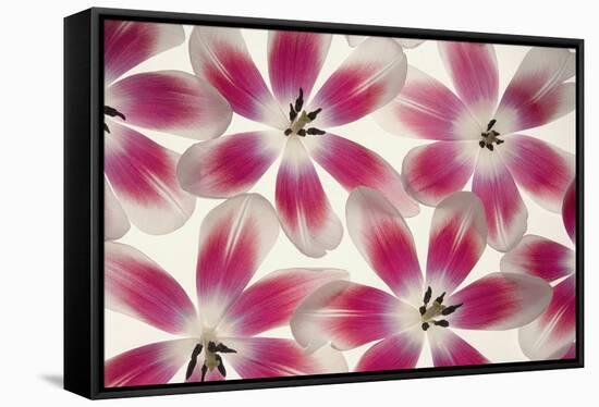 Ruby Red and White Tulips-Cora Niele-Framed Stretched Canvas