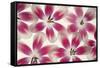 Ruby Red and White Tulips-Cora Niele-Framed Stretched Canvas