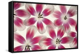 Ruby Red and White Tulips-Cora Niele-Framed Stretched Canvas