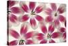 Ruby Red and White Tulips-Cora Niele-Stretched Canvas