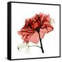 Ruby Rose 1-Albert Koetsier-Framed Stretched Canvas