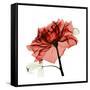 Ruby Rose 1-Albert Koetsier-Framed Stretched Canvas