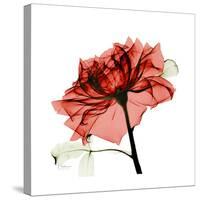 Ruby Rose 1-Albert Koetsier-Stretched Canvas