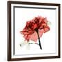 Ruby Rose 1-Albert Koetsier-Framed Art Print