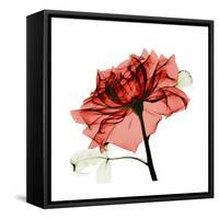 Ruby Rose 1-Albert Koetsier-Framed Stretched Canvas