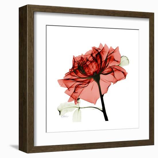 Ruby Rose 1-Albert Koetsier-Framed Art Print