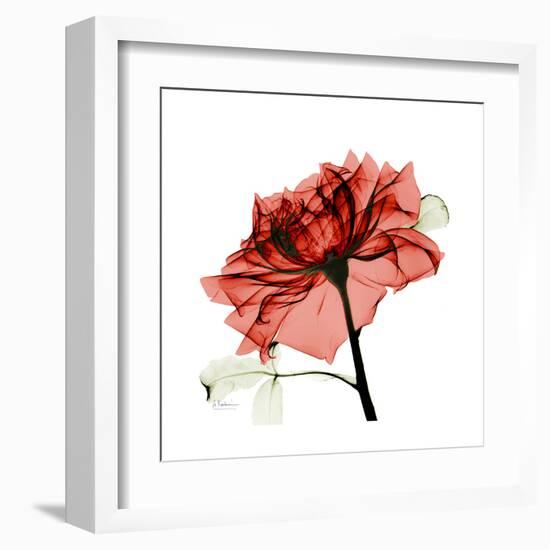 Ruby Rose 1-Albert Koetsier-Framed Art Print