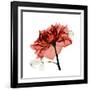 Ruby Rose 1-Albert Koetsier-Framed Art Print