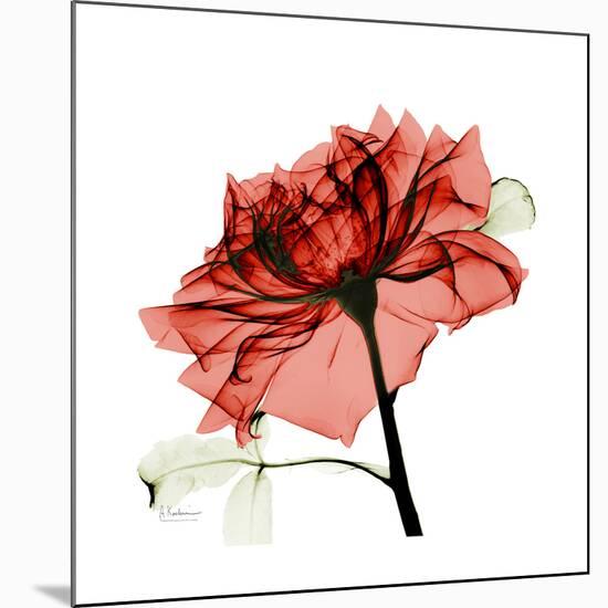 Ruby Rose 1-Albert Koetsier-Mounted Art Print