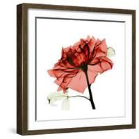 Ruby Rose 1-Albert Koetsier-Framed Art Print