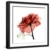 Ruby Rose 1-Albert Koetsier-Framed Art Print