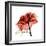 Ruby Rose 1-Albert Koetsier-Framed Art Print