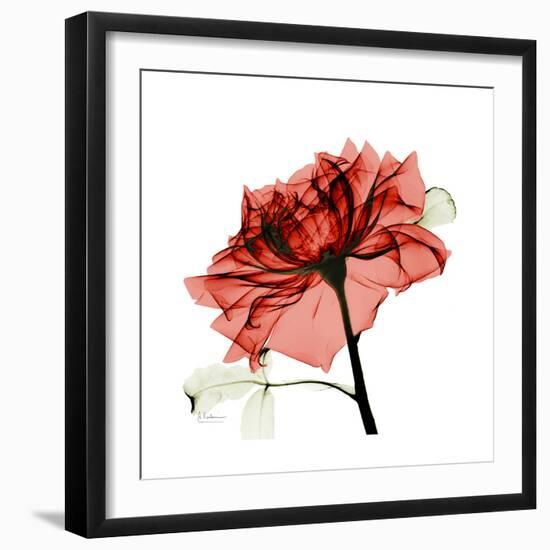 Ruby Rose 1-Albert Koetsier-Framed Art Print