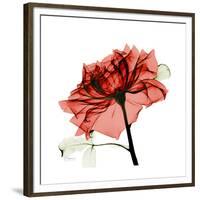 Ruby Rose 1-Albert Koetsier-Framed Premium Giclee Print