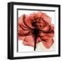 Ruby Rose 2-Albert Koetsier-Framed Art Print