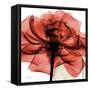 Ruby Rose 2-Albert Koetsier-Framed Stretched Canvas