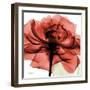 Ruby Rose 2-Albert Koetsier-Framed Art Print