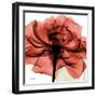 Ruby Rose 2-Albert Koetsier-Framed Art Print