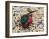 Ruby-tailed wasp curled up in defensive posture, UK-Andy Sands-Framed Photographic Print