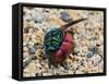 Ruby-tailed wasp curled up in defensive posture, UK-Andy Sands-Framed Stretched Canvas