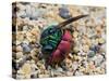 Ruby-tailed wasp curled up in defensive posture, UK-Andy Sands-Stretched Canvas