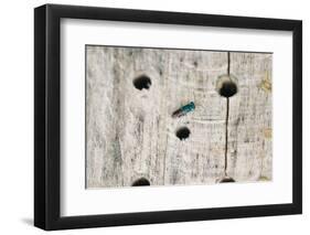 ruby-tailed wasp in the insect hotel,-Nadja Jacke-Framed Photographic Print